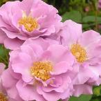 ◇開花後強剪定株花芽なし◇<...
