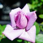 バラ苗2年生接ぎ木大苗