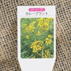 ハーブ苗3号ポット苗