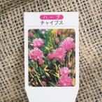 ハーブ苗3号ポット苗