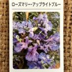 ローズマリー苗3号ポット苗