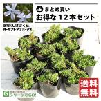 * бесплатная доставка * газонная трава Sakura (siba The kla) рассада [o- gold тонн Blue Eye ] 3 номер pot рассада ×12 шт. комплект 