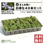 * бесплатная доставка * газонная трава Sakura (siba The kla) рассада [o- gold тонн Blue Eye ] 3 номер pot рассада ×40 шт. комплект 