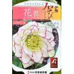 クリスマスローズ 【花衣 (はなごろも)】 ポット苗