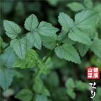 seli рассада [ дикоросы торги ] 4 номер pot рассада 