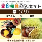 �I �c�� �y�I2�i�� �󕲑���OK�Z�b�g �ۂ낽�� �m�o�^�i��n �~ ���z 1�N�� �ڂ��ؕc �~2�{�Z�b�g
