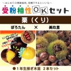 �I �c�� �y�I2�i�� �󕲑���OK�Z�b�g �ۂ낽�� �m�o�^�i��n �~ ���藢 �m�o�^�i��n�z 1�N�� �ڂ��ؕc �~2�{�Z�b�g