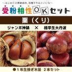 送料無料栗苗木1年生接ぎ木苗×2本...
