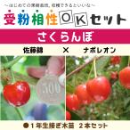 さくらんぼ 苗木 【さくらんぼ2品種 受粉相性OKセット 佐藤錦 × ナポレオン】 1年生 接ぎ木苗 ×2本セット