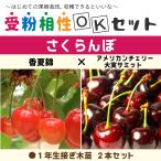 さくらんぼ 苗 【さくらんぼ2品種 受粉相性OKセット 香夏錦 × 大実サミット】 1年生 接ぎ木苗 ×2本セット
