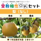 ◆送料無料◆ 梨 苗木 【梨2品種セット 幸水 × 豊水】 1年生 接ぎ木苗 ×2本 ニーム小袋付き 北海道・沖縄は送料無料適用外