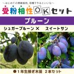 プルーン苗1年生接木苗×2本セット
