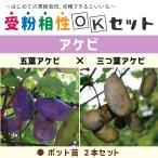 ショッピング苗 ◆送料無料◆ アケビ 苗 【アケビ2品種セット 五葉アケビ × 三つ葉アケビ】 ポット苗 ×2本 ニーム小袋付き 北海道・沖縄は送料無料適用外