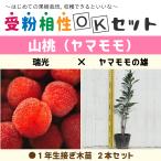 ヤマモモ苗1年生接ぎ木苗×2本セット