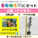 ヤマモモ苗1年生接ぎ木苗×2本セット