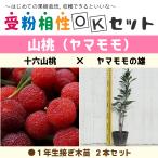 ヤマモモ苗1年生接ぎ木苗×2本セット