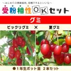 グミ 苗木 【グミ2品種 受粉相性OKセ