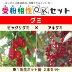 グミ 苗木 【グミ2品種 受粉相性OKセ