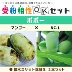ポポー 苗木 【ポポー2品種 受粉相性OKセット マンゴー × NC-1】 接ぎ木苗 ×2本セット