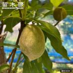 ショッピングアーモンド アーモンド苗 ダベイ種 3年生接木大苗 1m苗 産地で剪定済 1.0m苗