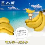 バナナの木モンキーバナナポット苗沖...