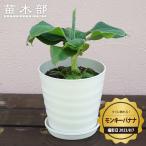 観葉植物にバナナの木モンキーバナナ...