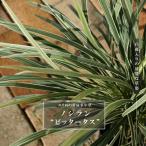 nosi Ran bita-ta спот рассада . корень . рассада много год .