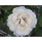 貴婦人 （白色） 牡丹 2年生 6号スリット鉢植え
