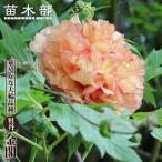 金閣 （黄色） 牡丹 2年生 6号スリット鉢植え