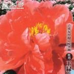 牡丹 （紅色） 玉緑 （たまみどり） 2年生 6号スリット鉢植え