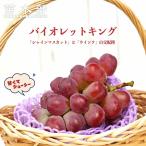 バイオレットキング ぶどう 3年生接木1