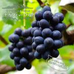 nagano purple grape 3 year raw connection tree seedling 1.1m seedling virus free registration goods kind * goods kind registration 