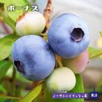 ボーナスノーザンハイブッシュ系2年...