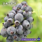 ブルーレイノーザンハイブッシュ系2...