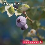 ブルーシャワーラビットアイ系2年生...