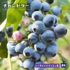 チャンドラー ノーザンハイブッシュ系 2年生接木苗 ブルーベリー苗木 ブルーインパルス