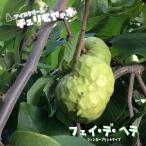 アンノナ チェリモヤ フィノ デ ヘテ 