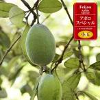 フェイジョア 苗 アポロスペシャル 3年生接木大苗