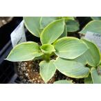  Francis Williams хоста ho старт 6 номер pot большой рассада 