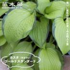  Gold стандартный хоста ho старт 3 номер pot рассада предварительный заказ распродажа 4~5 месяц примерно поступление предположительно 