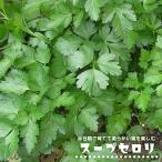  суп сельдерей трава рассада 3 номер pot рассада 