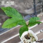 アイスクリームビーン ジャイアントマチェット 実生苗