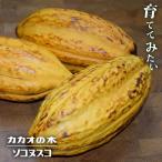 カカオ ソコヌスコ 1年生実生苗 3号ポット