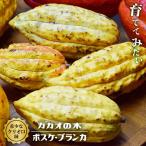 カカオ クリオロ種 ボスケ・ブランカ 1年生実生苗 3号ポット
