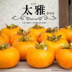 柿の苗木 太雅 完全甘柿 1年生接木苗 登録品種・品種登録 爆買