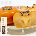 柿の苗木陽豊柿完全甘柿2年生接木苗...