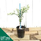  палец lime рассада зеленый ja Ian to. кожа : желтый цвет . мясо : желтый реальный 2 год сырой контактный дерево рассада 