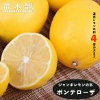 レモンの木ジャンボレモンポンテロー...