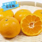 みかん苗木寿太郎みかん温州みかん1...