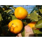 金柑苗ぷちまる種なしきんかん3年生...